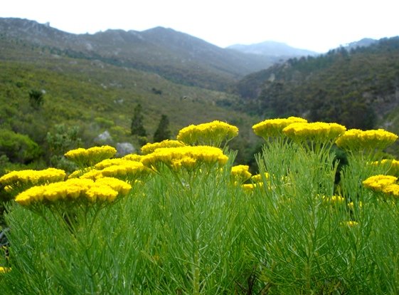 Hymenolepis crithmifolia