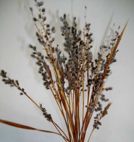 Hypodiscus argenteus