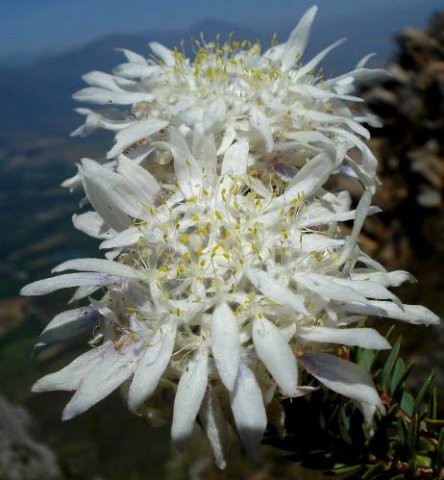 Lachnaea filamentosa 