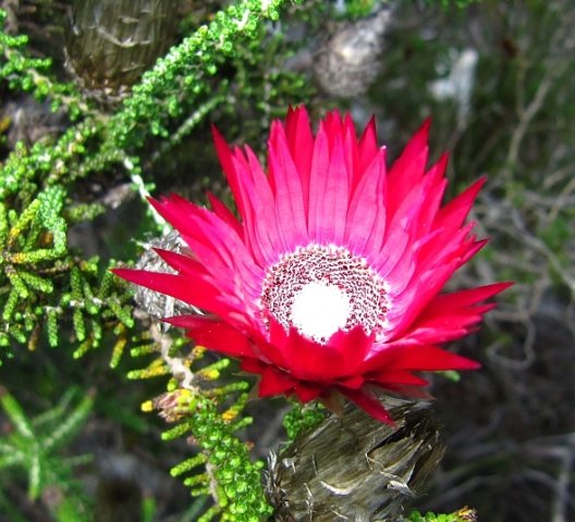 Phaenocoma prolifera flowerhead