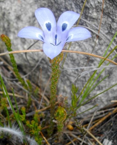 Roella incurva