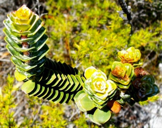 Saltera sarcocolla leaves