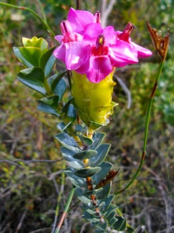 Saltera sarcocolla flowers