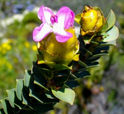 Saltera sarcocolla flower
