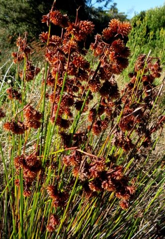 Staberoha banksii