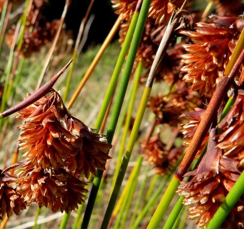 Staberoha banksii pendulous spikelets, rigid culms