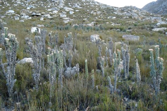 Syncarpha milleflora on a mountain near Oudtshoorn