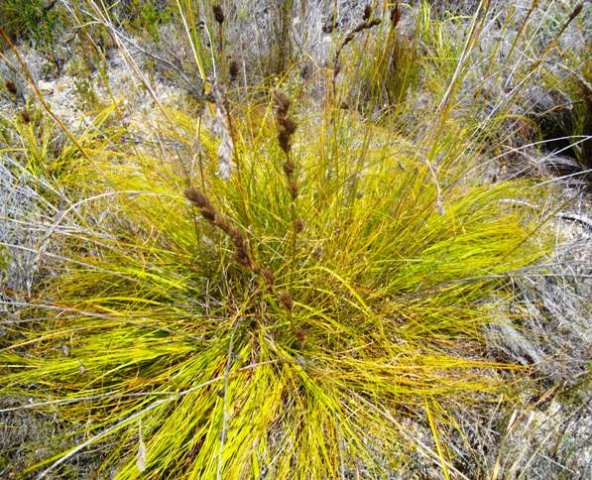 Tetraria bromoides