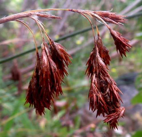 Thamnochortus bachmannii male spikelets