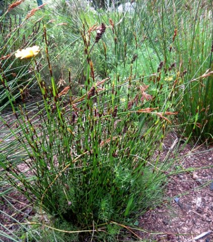 Thamnochortus lucens