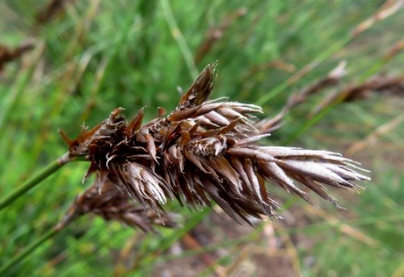 Thamnochortus lucens female inflorescence
