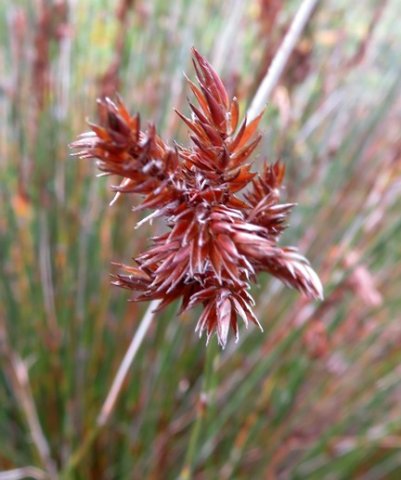 Thamnochortus pluristachyus female spikelets