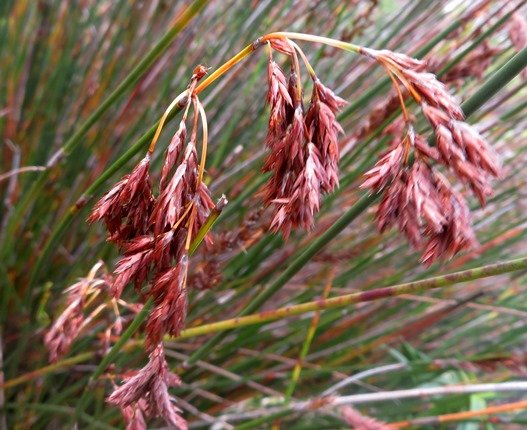 Thamnochortus pluristachyus