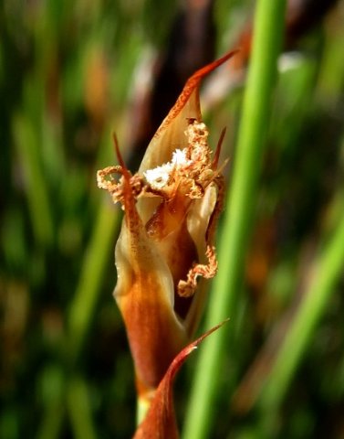 Willdenowia glomerata male flower