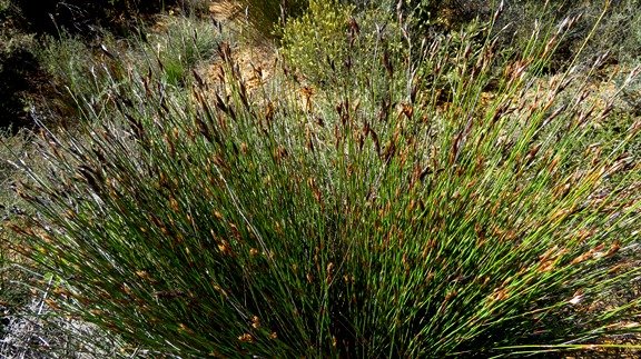 Willdenowia glomerata 