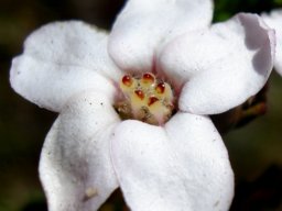 Adenandra brachyphylla flower