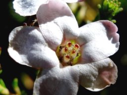 Adenandra brachyphylla