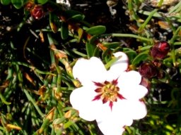 Adenandra uniflora