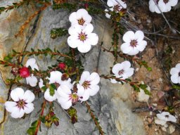 Adenandra uniflora