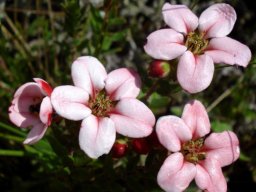 Adenandra villosa buds as well