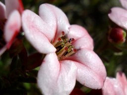 Adenandra villosa, pink and shiny