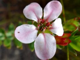 Adenandra villosa