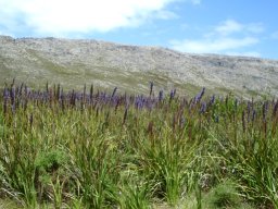 Aristea capitata in the Kogelberg