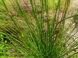 Askidiosperma andreaeanum