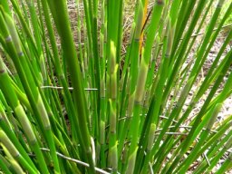 Askidiosperma andreaeanum culm sheaths