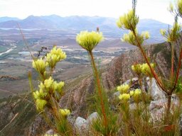 Aulax cancellata male flowers