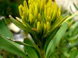 Aulax umbellata female flowerbuds