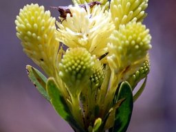 Aulax umbellata male flowers