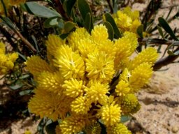 Aulax umbellata yellow male buds
