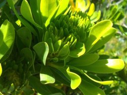 Aulax umbellata female flowers budding