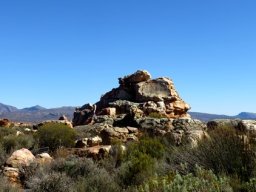 Restios and rocks