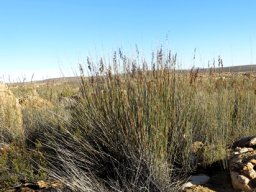 Cannomois parviflora