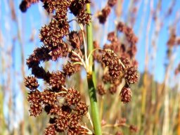 Cannomois parviflora male inflorescences