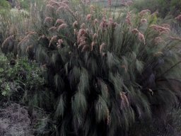 Cannomois virgata