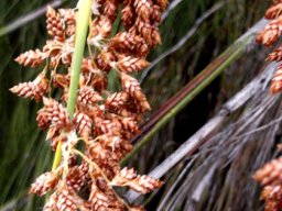 Cannomois virgata male spikelets