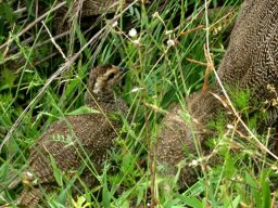 Cape spurfowl chicks