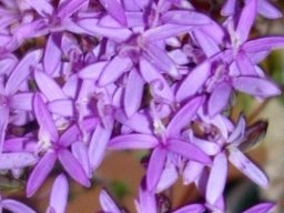 Corymbium glabrum flowers