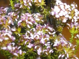 Disparago ericoides