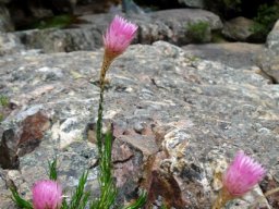 Edmondia pinifolia