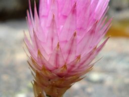 Edmondia pinifolia bracts