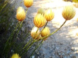 Edmondia sesamoides flowering stems