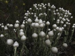Edmondia sesamoides, a profusion of heads 
