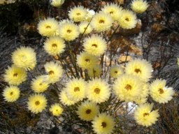 Edmondia sesamoides in summer