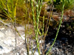 Edmondia sesamoides leaves