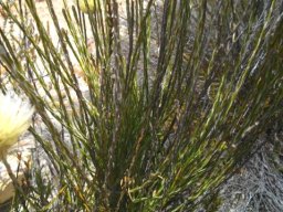 Edmondia sesamoides stems