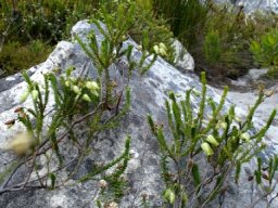 Erica urna-viridis